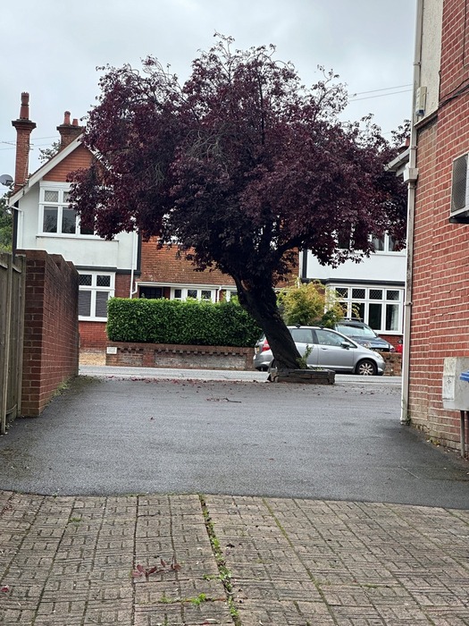 Parkstone Dental Landmark Tree